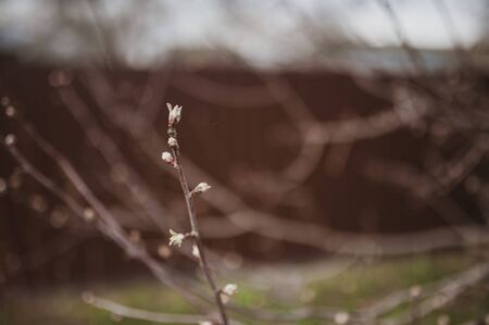 A branch with a kidney. Spring. Blurred background