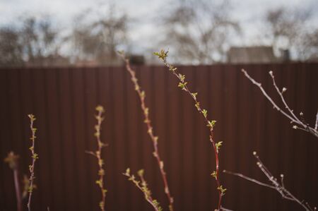 A branch with a kidney. Spring. Blurred background