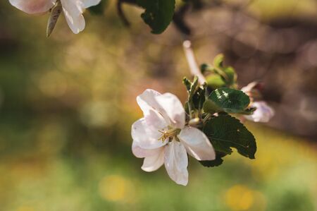 Blossoming branch of apple tree, spring floral background, beauty of nature