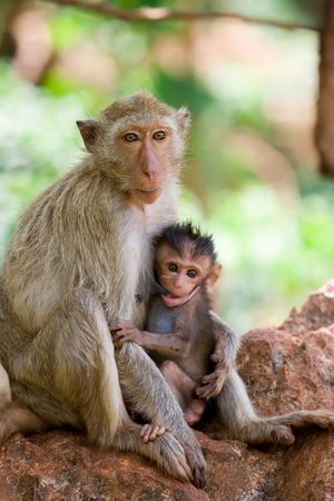 Monkey mother feeding her child