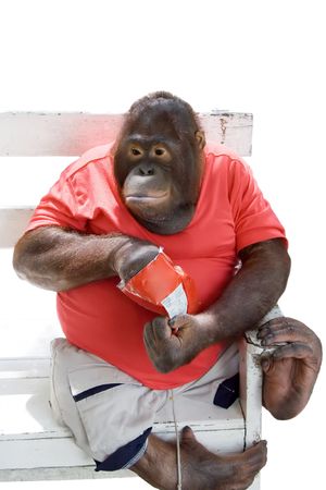 Monkey eating chips, isolated on whiteの写真素材