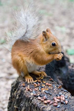 Squirrel eatingの写真素材