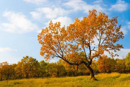 A photo of lonely tree in the autumn