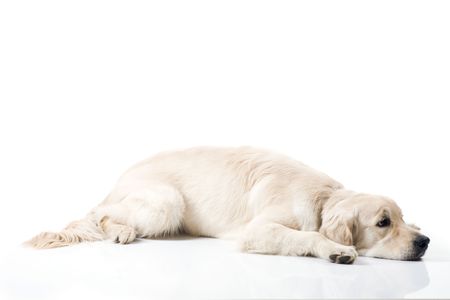 A sad nine month old golden retriever on a white background.の写真素材