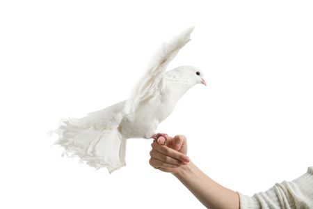 A white dove and woman's hand, isolated on whiteの写真素材