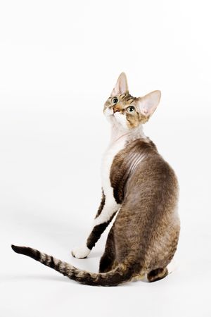 A photo of purebred cat - devon-rex, isolated