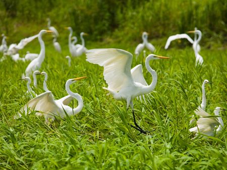 of many white herons, Venezuela, River Orinocoの写真素材