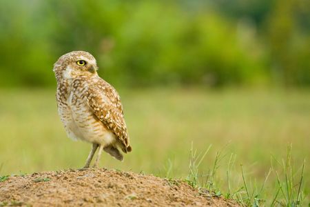 of the owl standing on the groundの写真素材