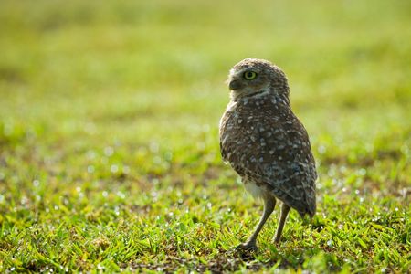 of the owl standing on the groundの写真素材