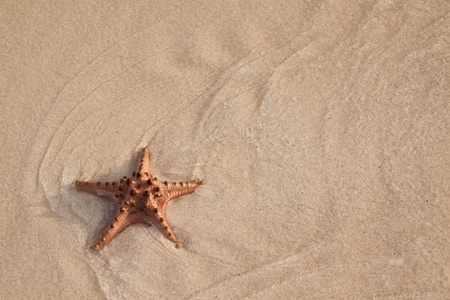 Photo of a starfish on the beachの写真素材