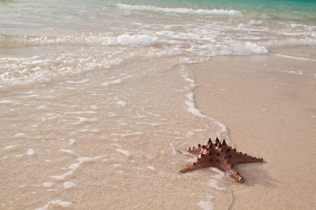 Photo of a starfish on the beachの写真素材