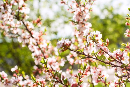 sakura cherry flowers on twig