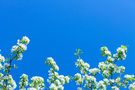 apple flowers are blooming, on  blue background sky