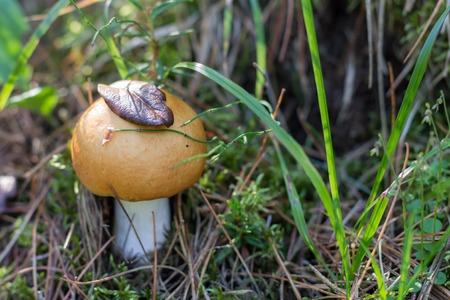 russula, mushroom with a yellow hat in the grass with leafの写真素材