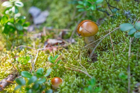 suillus mushrooms with brown hat in moss and cranberries and ant