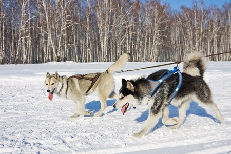 Husky dog ??in harness running through the snowの写真素材