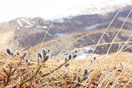 willow buds in moss mountains in the backgroundの写真素材