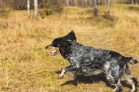 Spotted russian spaniel running and playing in yellow autumn grass.の写真素材