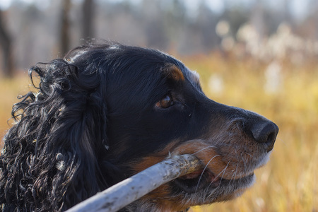 Spotted russian spaniel with stick in teeth standing in yellow autumn grass.の写真素材