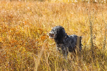 Spotted russian spaniel sits and looks into the distance in a yellow autumn grass.