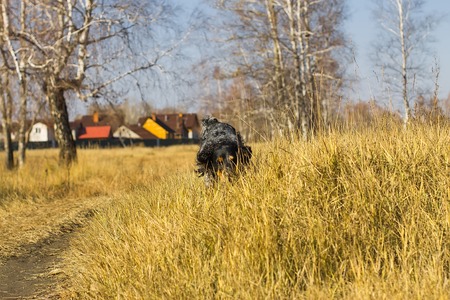 Spotted russian spaniel running and playing in yellow autumn grass.の写真素材