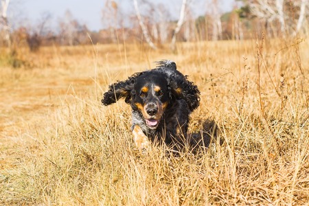 Spotted russian spaniel running and playing in yellow autumn grass.の写真素材