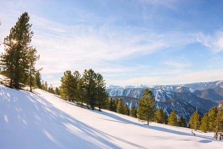 Softwoods pine trees on a mountainside in the snow in the light of the setting sun.の写真素材