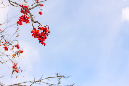 Red rowan berries and twigs against the blue sky and clouds in the snow.の写真素材