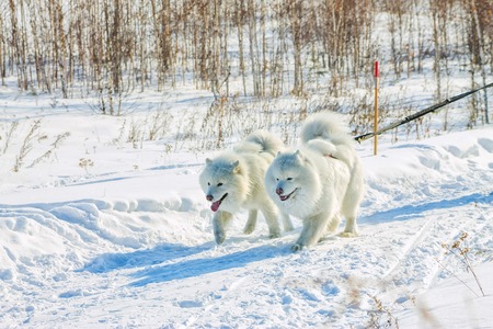 pair of fluffy white Samoyed dogs in harness. close-up portraiの写真素材
