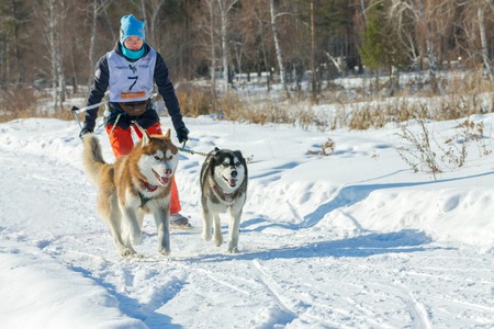 Irkutsk, Russia - January 28, 2017: Racing competition for dog sledding and skijoring Angara beads...