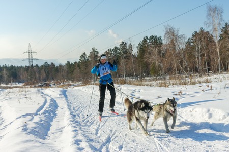 Irkutsk, Russia - January 28, 2017: Racing competition for dog sledding and skijoring Angara beads...