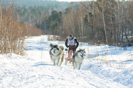 Irkutsk, Russia - January 28, 2017: Racing competition for dog sledding and skijoring Angara beads 2017.のeditorial素材