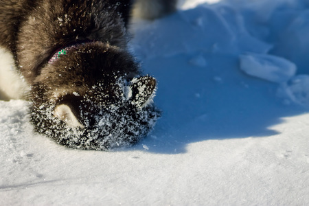 Portrait of husky puppy in winter in snow.の写真素材
