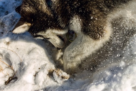 Puppy Husky digs a hole in the snow drifts.の写真素材