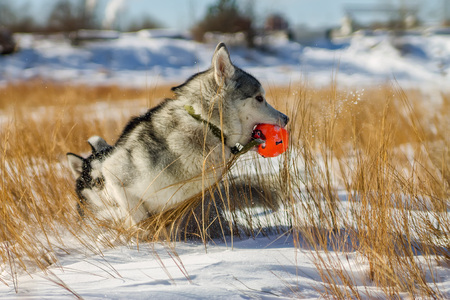 Husky Puppy fun playing in snow drifts Ball.の写真素材