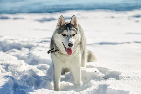 Portrait of husky puppy in winter in snow.