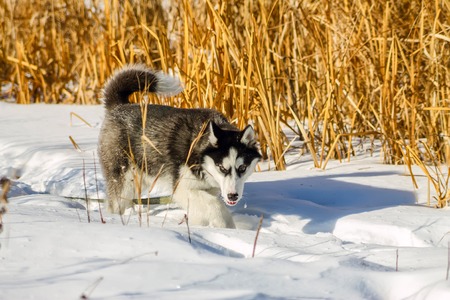 Husky puppy in snow drifts and high yellow grass.