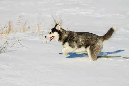 Husky Puppy fun running on the snow drifts.の写真素材