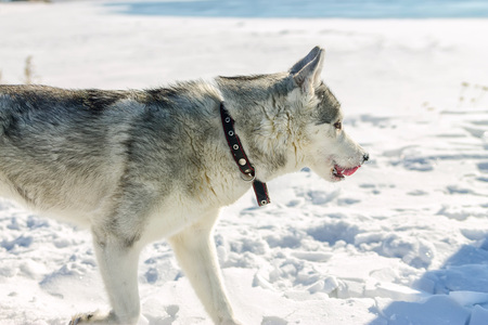 Portrait of husky puppy in winter in snow.の写真素材