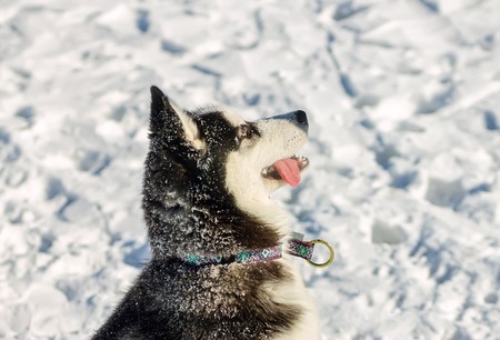 Portrait of husky puppy in winter in snow.の写真素材