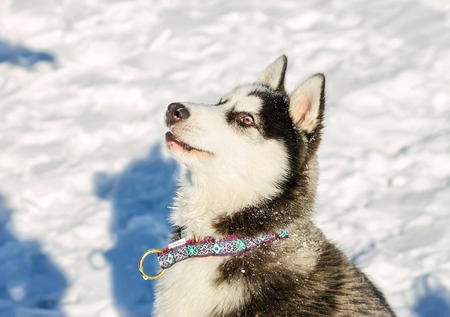 Portrait of husky puppy in winter in snow.の写真素材