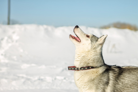Portrait of husky puppy in winter in snow.の写真素材