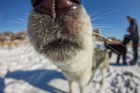 Fish Eye portrait of husky dog muzzle closeup