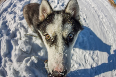 Fish Eye portrait of husky dog muzzle closeupの写真素材