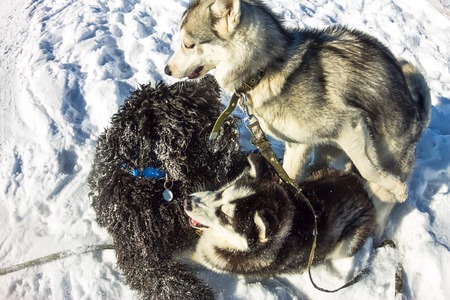 Young Husky and Black Russian Terrier play fighting in snowの写真素材