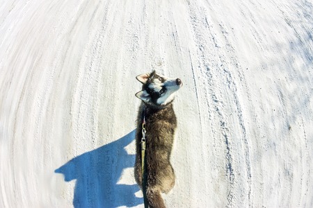 Aerial photo with drone Husky puppy walking on a leashの写真素材