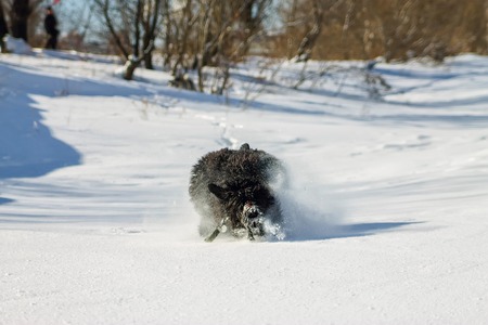 Shaggy black Russian terrier dog running in snow.の写真素材