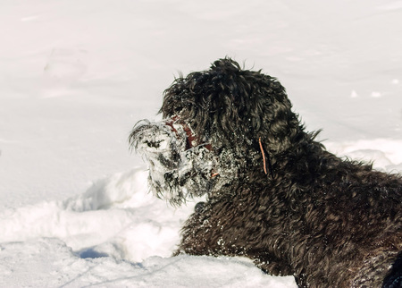 Shaggy black Russian terrier dog running in snow.の写真素材