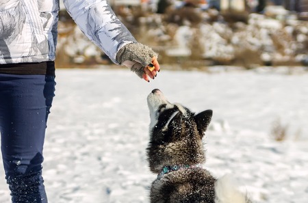 Young husky give treats to hand closeup.の写真素材