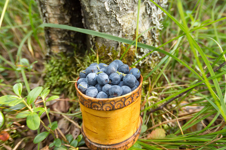 Berry Blueberries in wooden box of tuesok against forest background.の写真素材